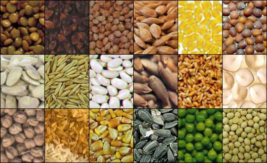 Mangiare semi: tutti i benefici per la salute