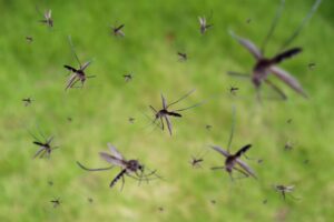 Febbre Dengue: sintomi e rischi per la salute, come prevenirla